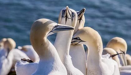 九游9游-莱比锡冠军气势如虹，赢得重要一战，莱比锡ds