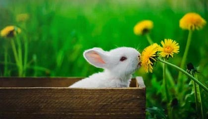 九游9游-莱比锡冠军气势如虹，赢得重要一战，莱比锡ds